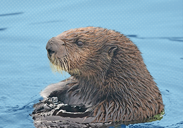 Sea otters’ homecoming to a California estuary shows payoff in conservation efforts