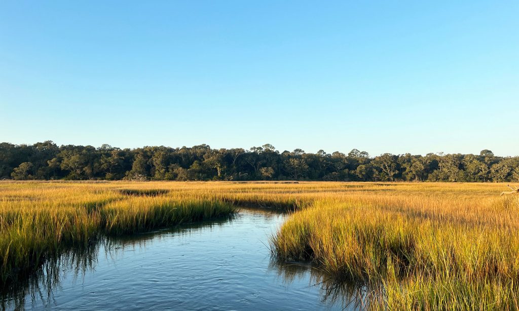 A salt marsh (Photo by Daniele Pinton)