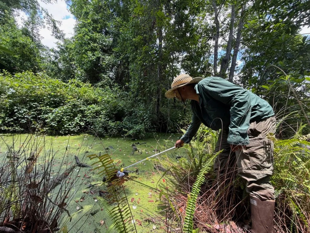 A UF researcher takes samples for use in the National Wetland Condition Assessment.